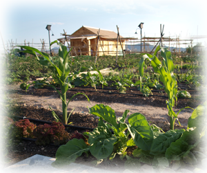 Huertos ecológicos de Novelda: biodiversidad, agricultura ecológica e implicación ciudadana