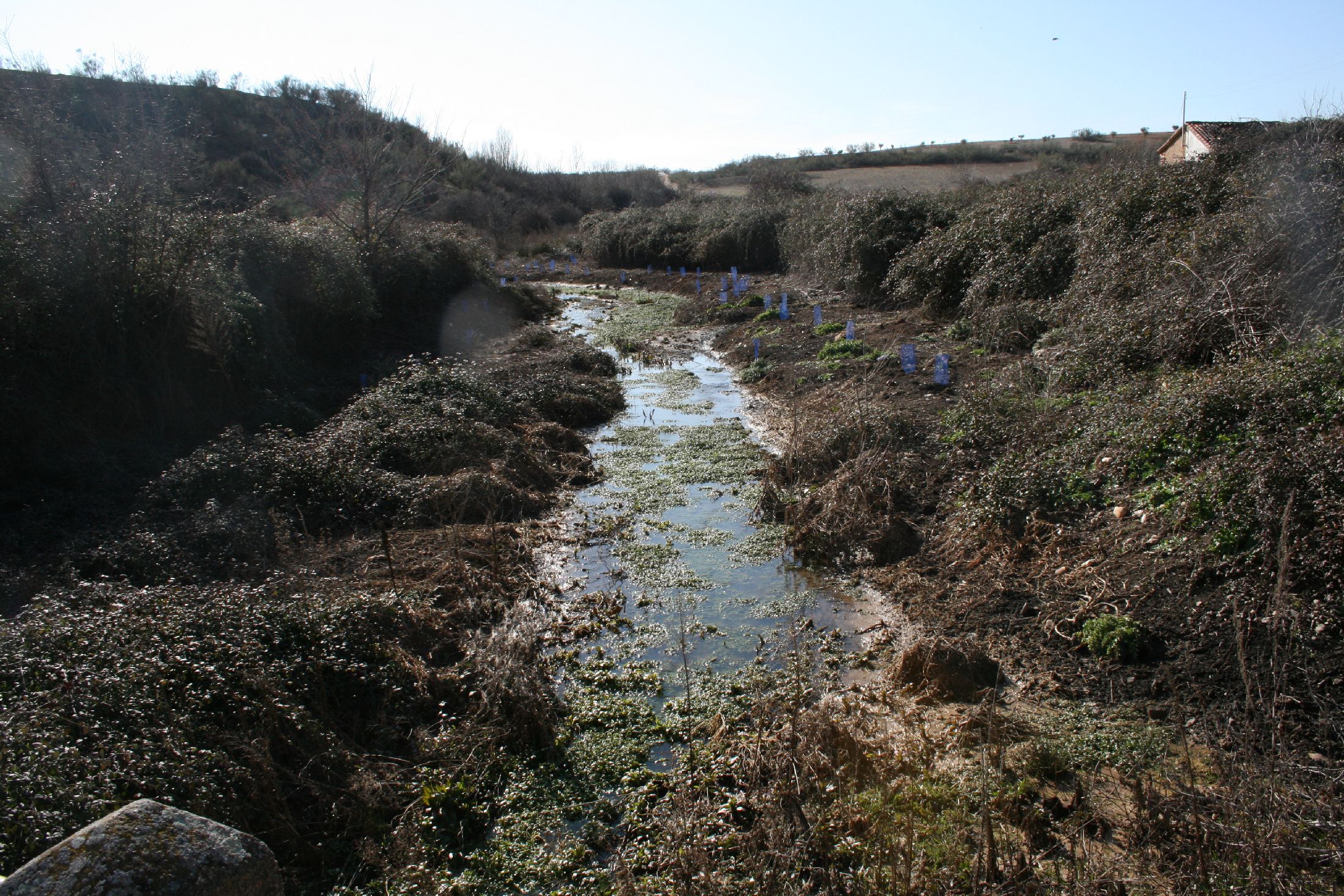Recuperación de las márgenes del Arroyo de las Mochas, Chorrillo y Narigón.