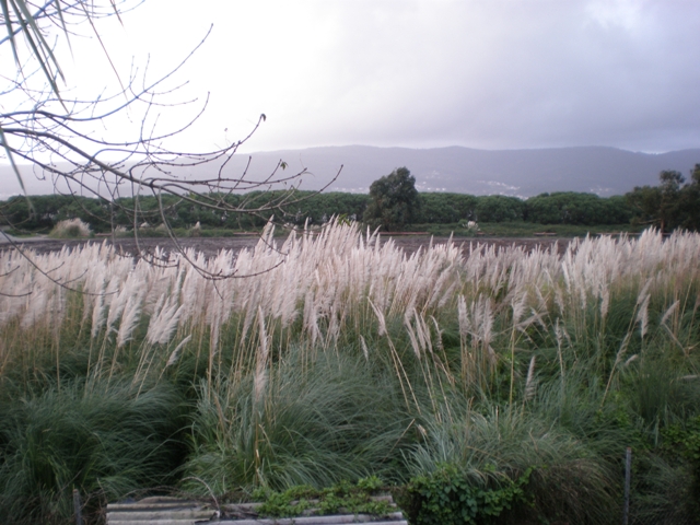 La conservacin de la biodiversidad desde la sostenibilidad: Corta Cortaderia