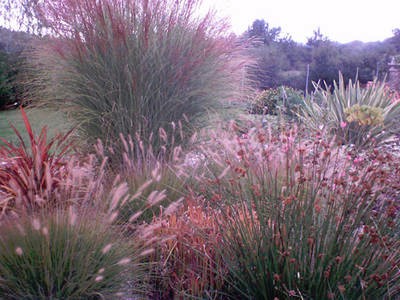 Cultivo de especies xerfilas y gramneas ornamentales para el diseo de jardines de bajo mantenimiento