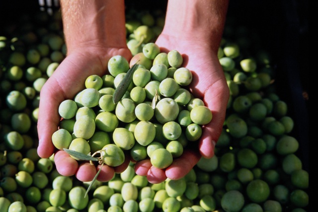 Programa para la transformacin en cultivo ecolgico del olivar de la Reserva de la Biosfera Sierra de las Nieves