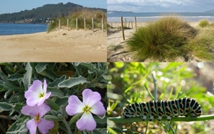 Restauracin ecosistema dunar playa Amrica Panxn