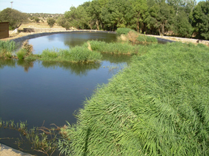 Creación de un humedal con aguas residuales depuradas por un filtro verde y acondicionamiento ecológico del mismo como recurso ambiental de desarrollo