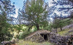Catalogación de Árboles y Arboledas Singulares de la Comarca de Molina de Aragón y Alto Tajo