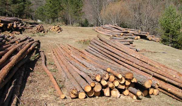 Gestión Forestal Conjunta: Nuevo modelo de optimización de recursos