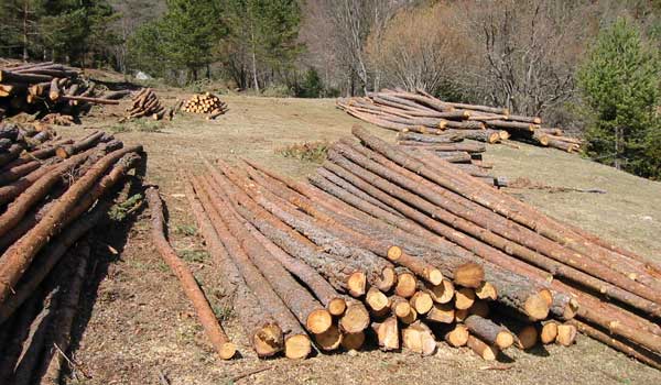 Gestin Forestal Conjunta: Nuevo modelo de optimizacin de recursos